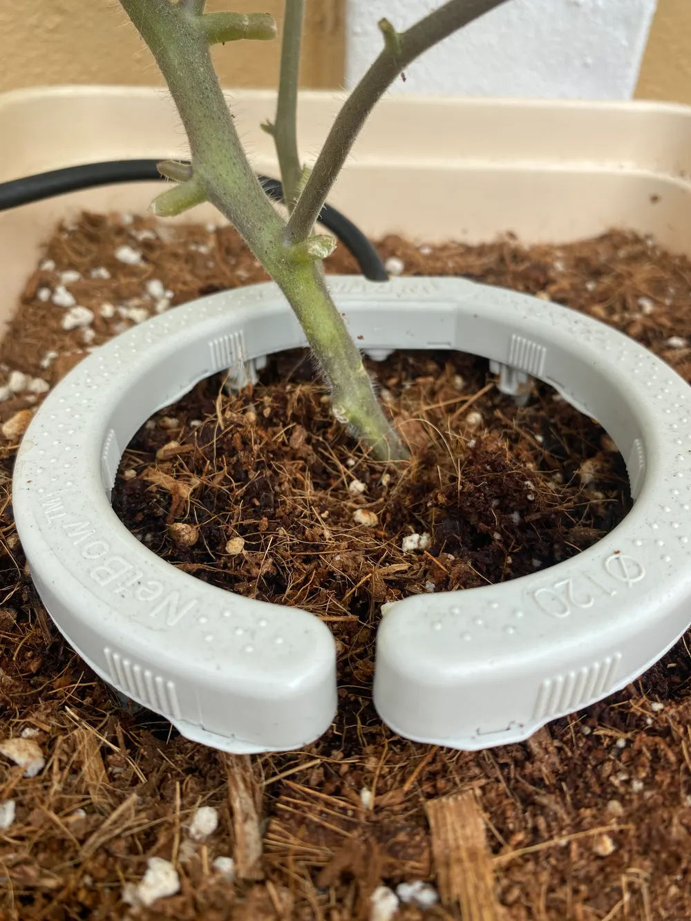 A drip ring sitting on coco around the stem of a young tomato plant