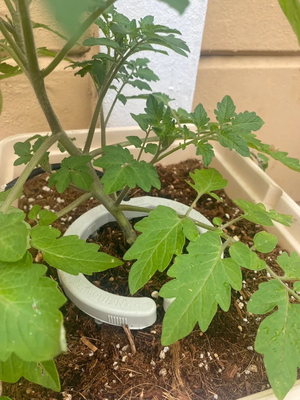 A tomato plant in a pot of coco, watered by a drip ring at the base of the stem