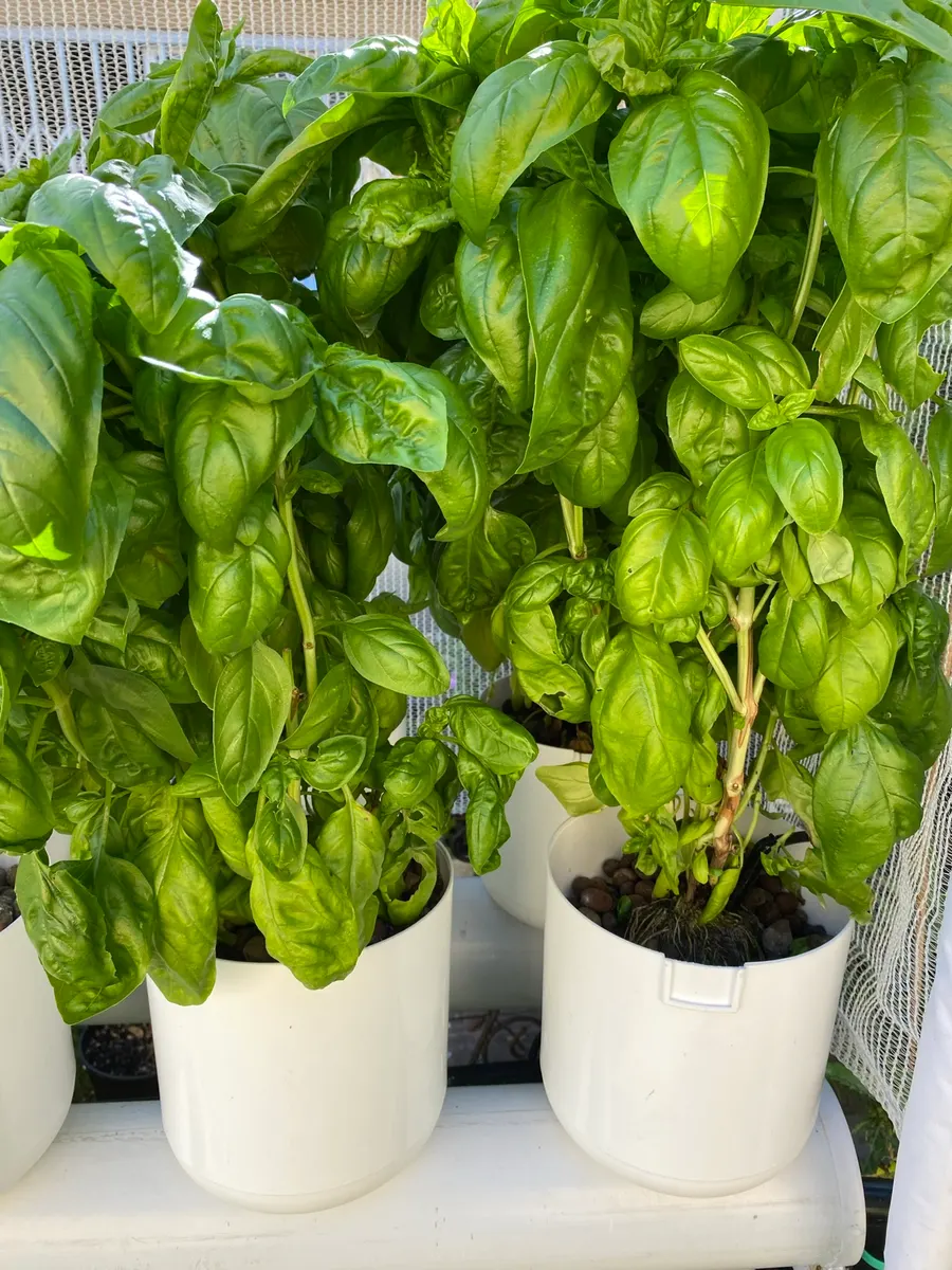 Basil in white pots on a bucket system