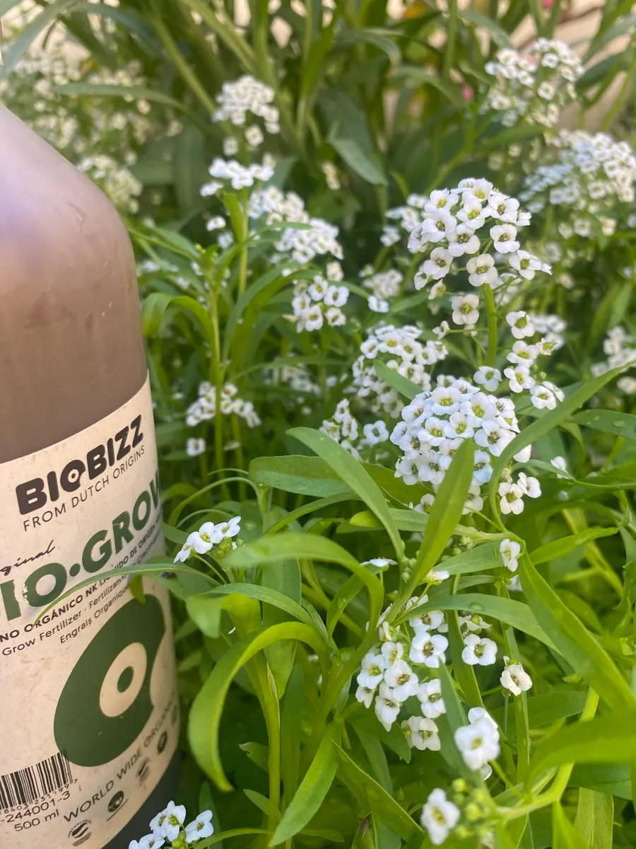 A bottle of BioBizz Bio-Grow among flowering alyssum in the garden