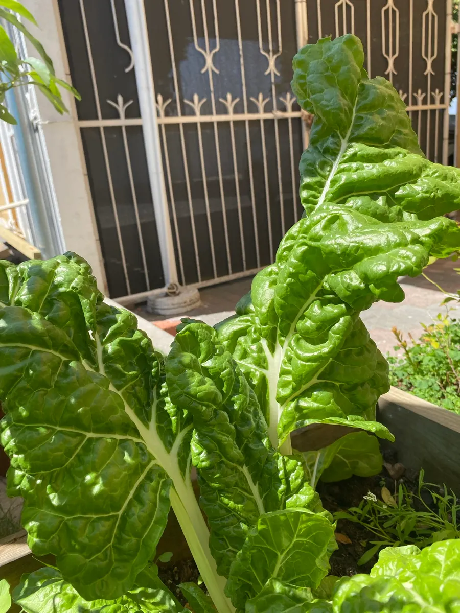 Swiss chard in a raised bed
