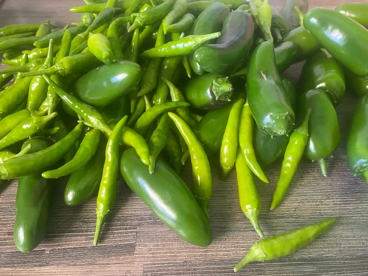 A harvest of green chillies