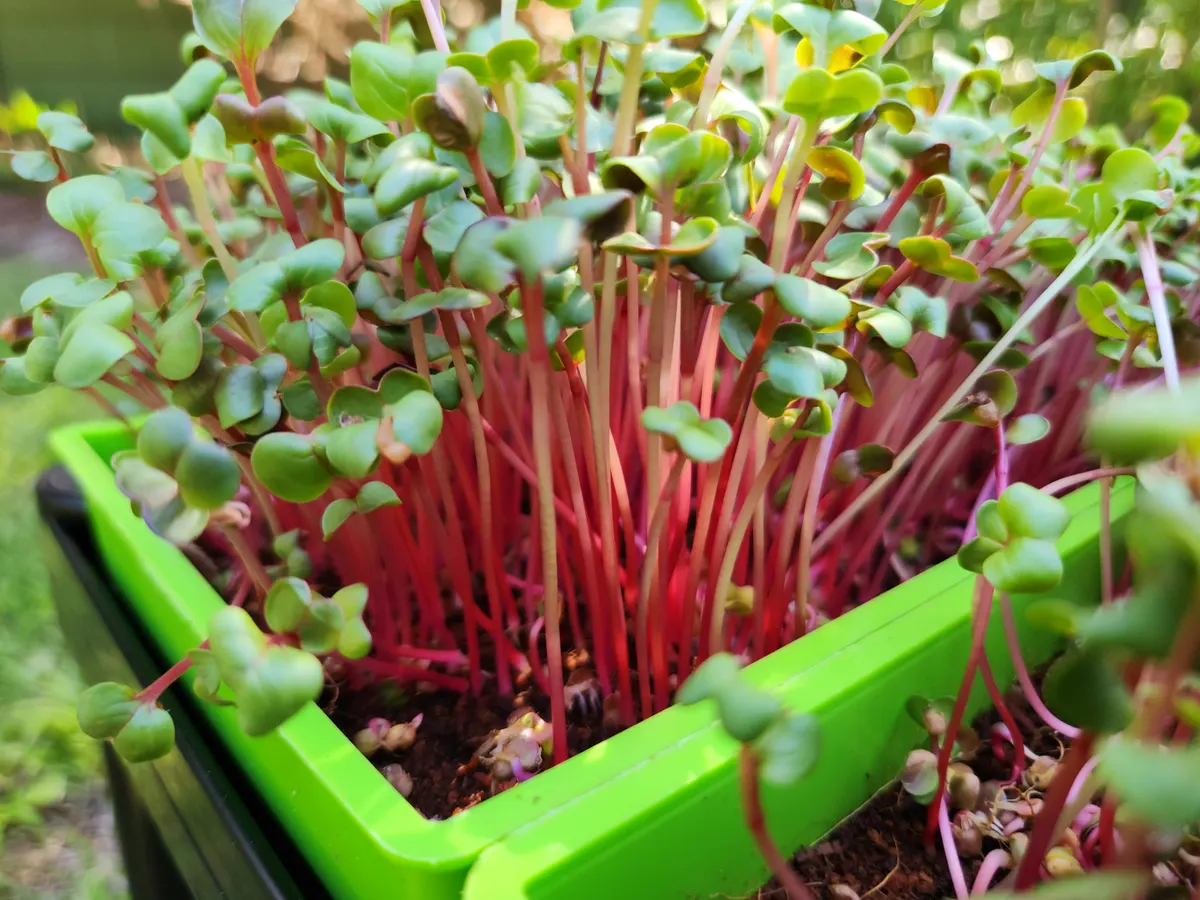 Radish microgreens with red stems in a counter-top tray