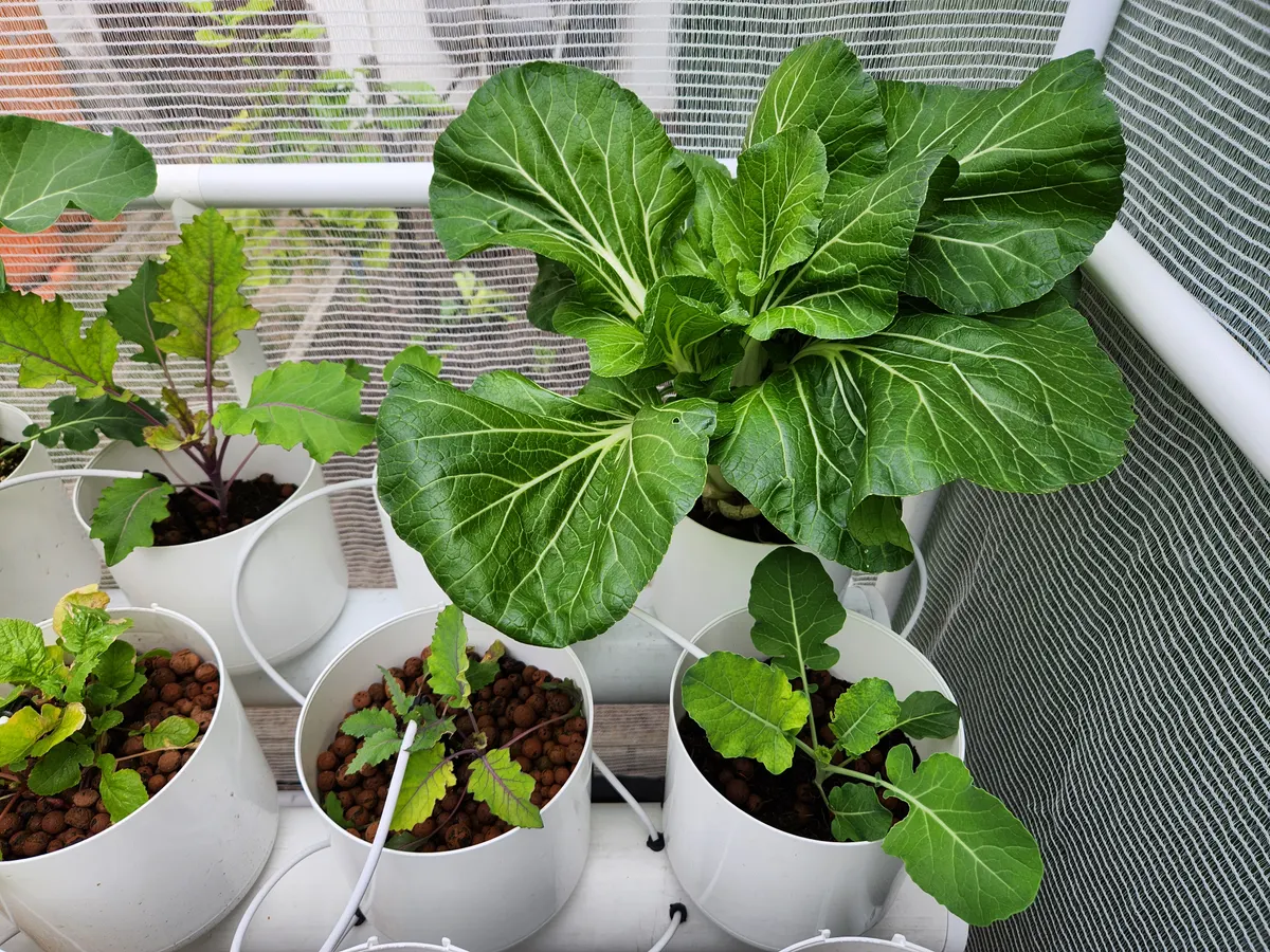 Pak choi and young brassicas in drip-fed buckets of clay pebbles
