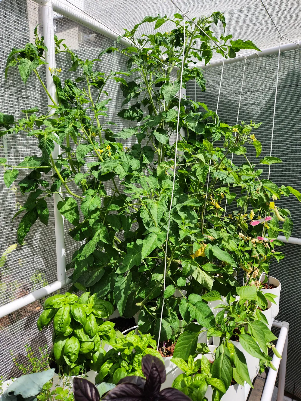 Tomatoes, peppers and basil growing in a white bucket system