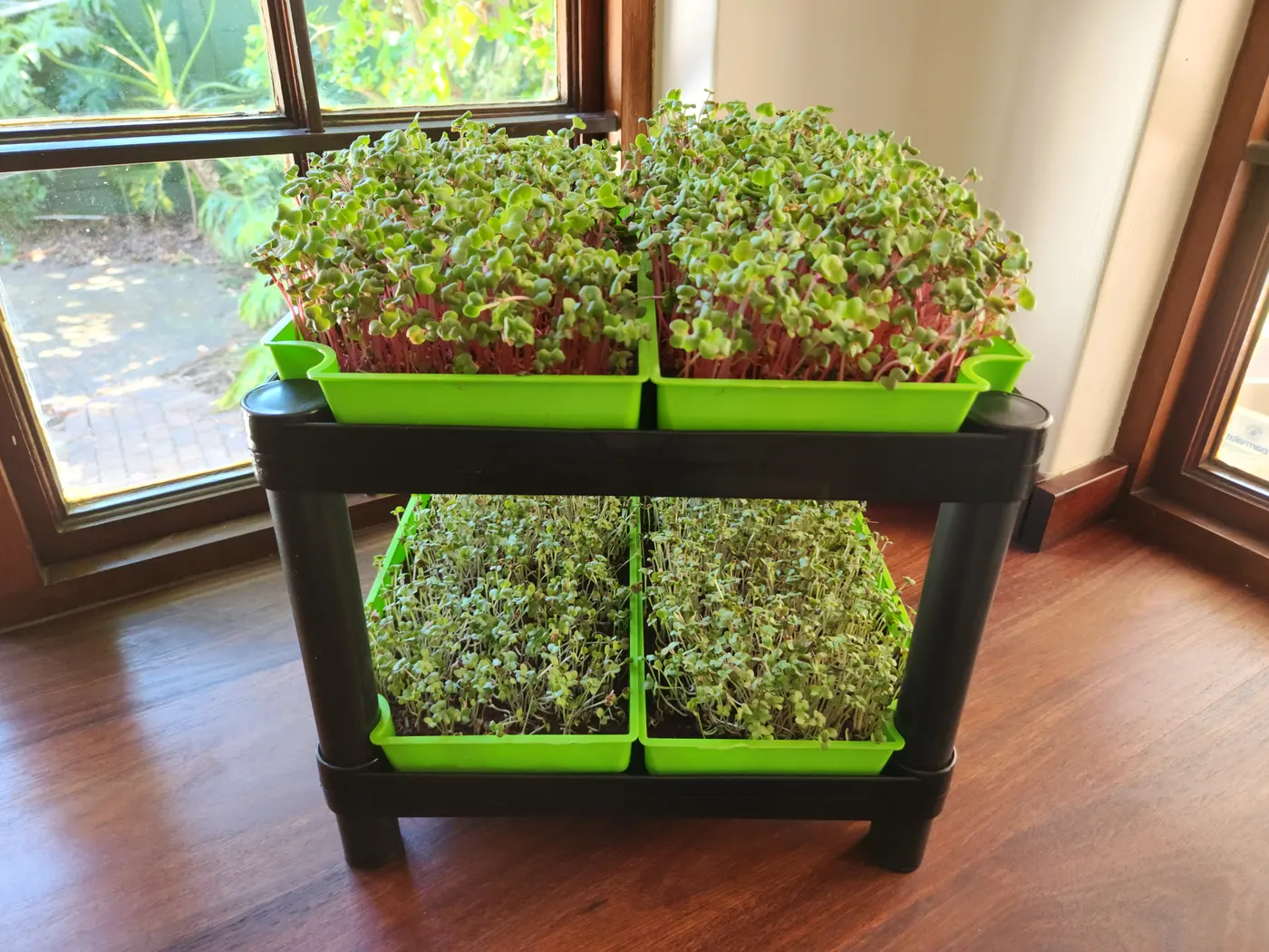 Two-tier microgreens counter kit by a window, four trays of microgreens ready to harvest