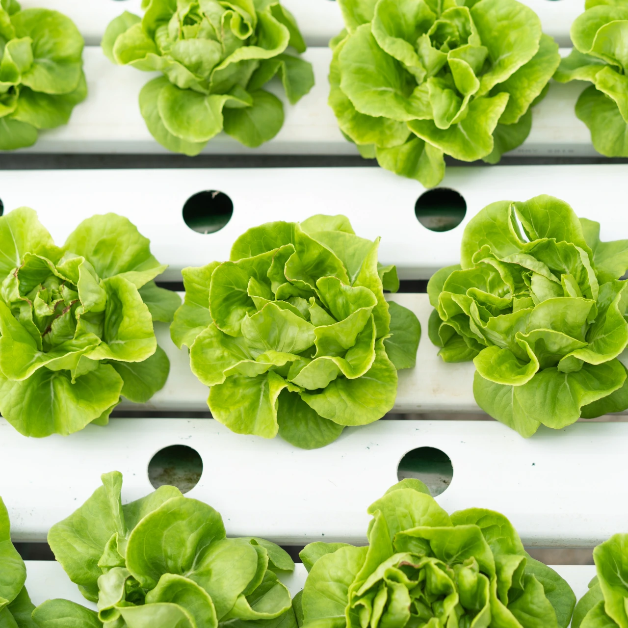 Hydroponic Cultivation Systems