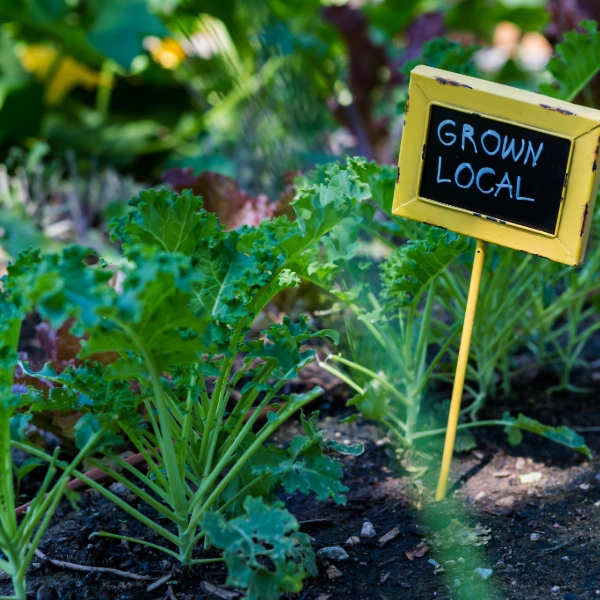 Organic farming in South Africa