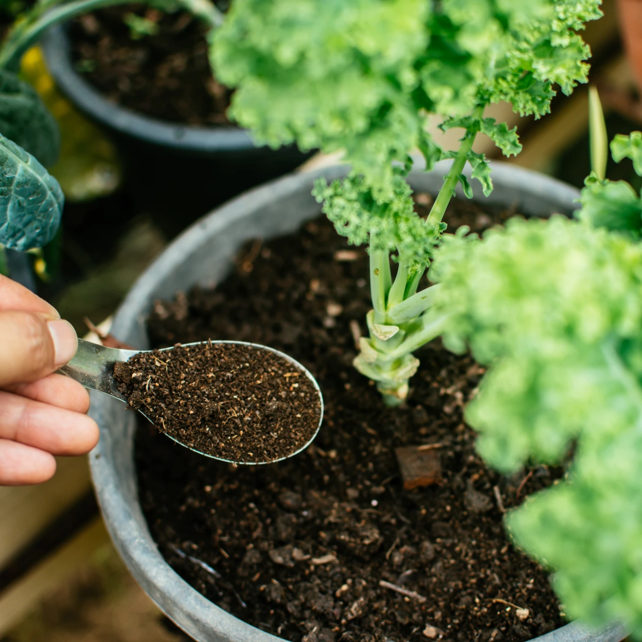 Organic Growing Solutions