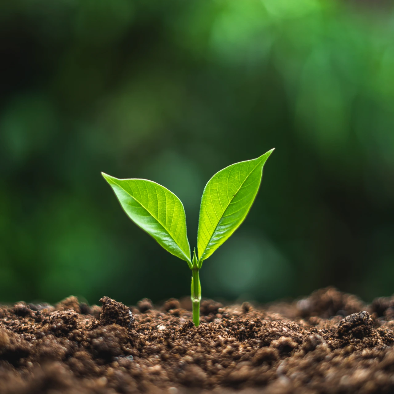 Sustainability & Our Values