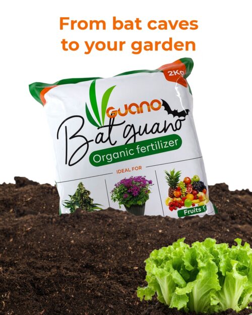 Bat Guano Organic Fertilizer – 2Kg Bag - Image 2