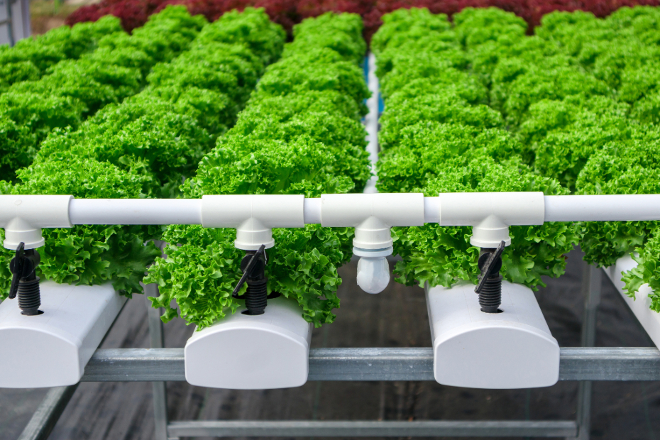 nft hydroponic system