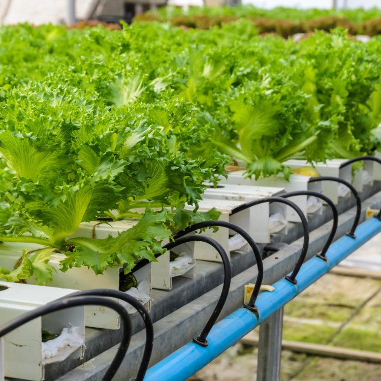 hydroponic_system_running hydroponic_system_running